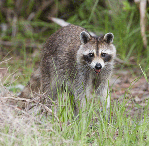 Animal Bites and Rabies