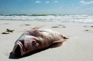 Red Tide Safety, Tampa FL Doctors Walk-in Clinic