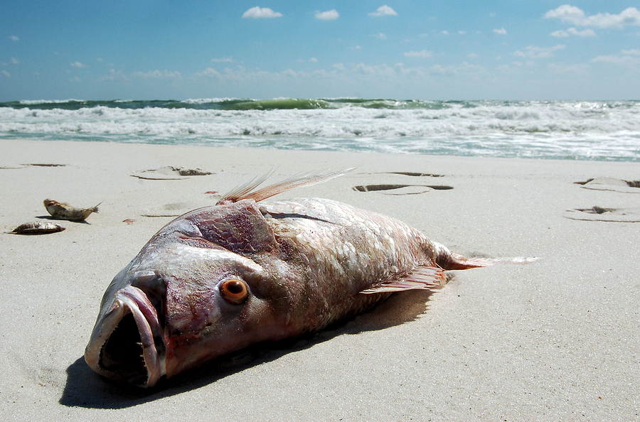 Red Tide Safety