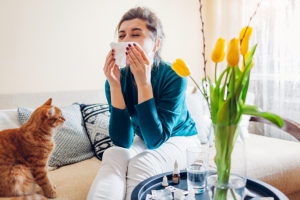 Woman sneezing due to seasonal allergies. She is sitting on a sofa at home with her orange cat surrounded by yellow tulip flowers, medications, and nasal drops.